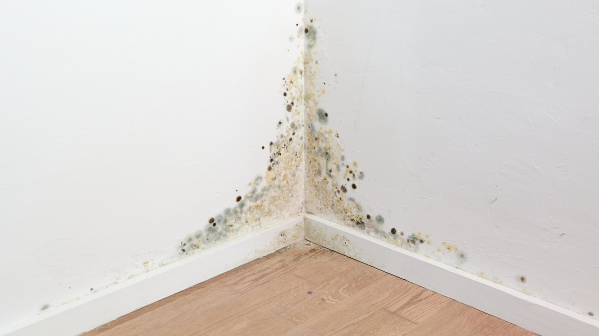 Miért jelenik meg a penész az otthonodban?